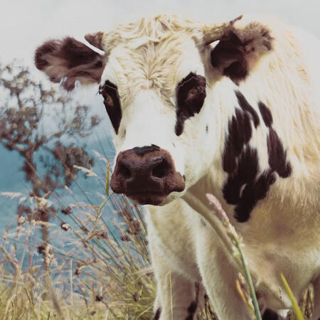 cow