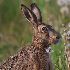hare